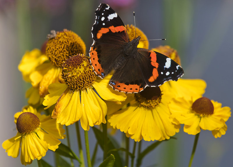 Red Admiral Butterfly on Helenium Flower Copyright Ken Leslie Photography