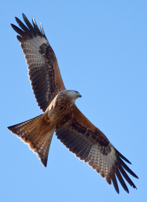Red Kite on Blue Sky Flying over the Flower Farm in Dumfries &  Galloway Copyright Ken Leslie Photography