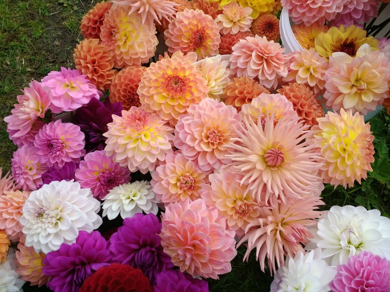 Dahlias in variety grown at Galloway Flowers