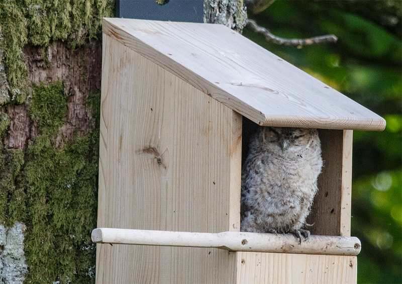 Tawny Owlet in Owl Box at the Flower Farm in Dumfries & Galloway Copyright Ken Leslie Photography