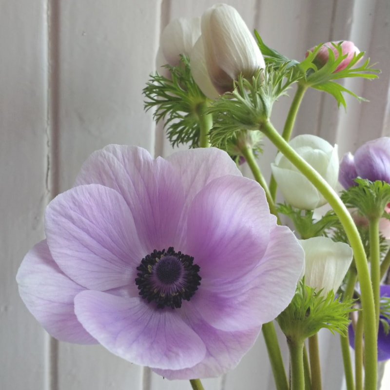 Lilac Anemone grown by Galloway Flowers