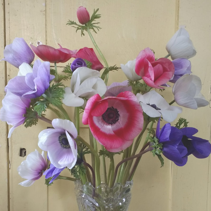 Anemones in glass vase grown by Galloway Flowers