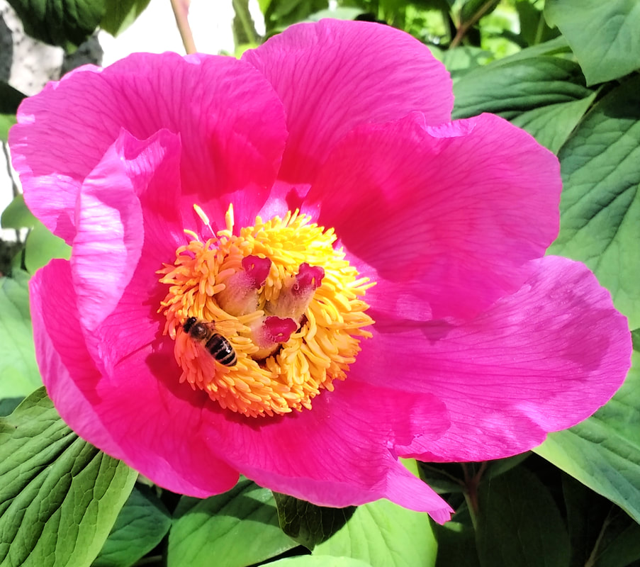 Single pink peony with Honey Bee. Copyright Rosie Gray, www.GallowayFlowers.co.uk