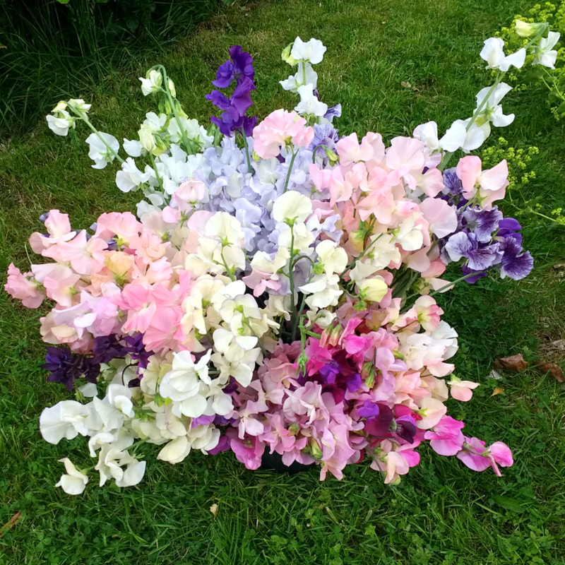 Bucket of Sweet Peas at Flower Farm in mixed colours. Copyright www.GallowayFlowers.co.uk
