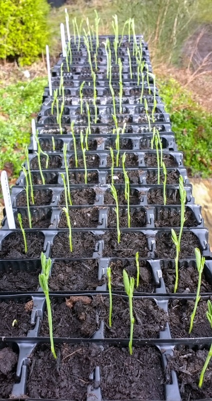 Sweet Pea Seedlings in root trainers copyright www.GallowayFlowers.co.uk