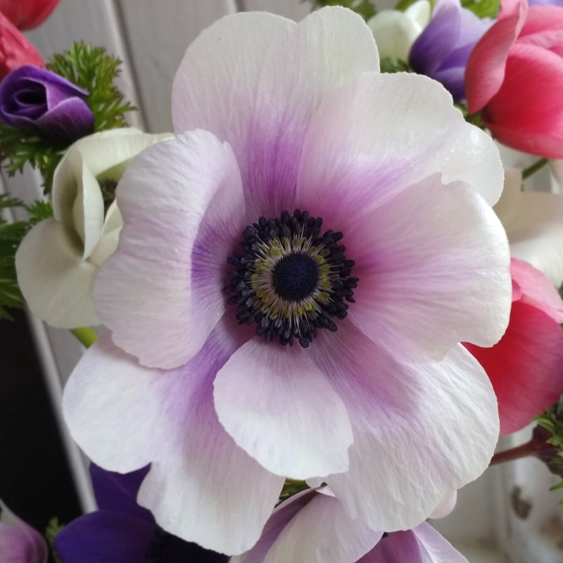Pale Anemone grown by Galloway Flowers