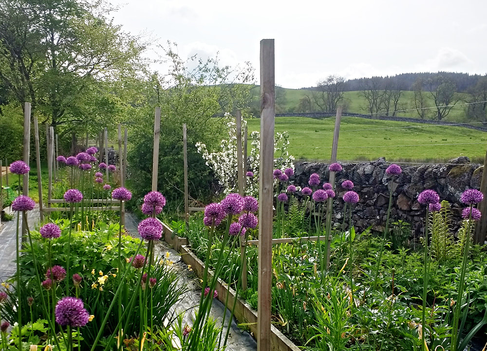 Purple Alliums growing at Scottish Flower Farm in mid-May. Copyright www.GallowayFlowers.co.uk