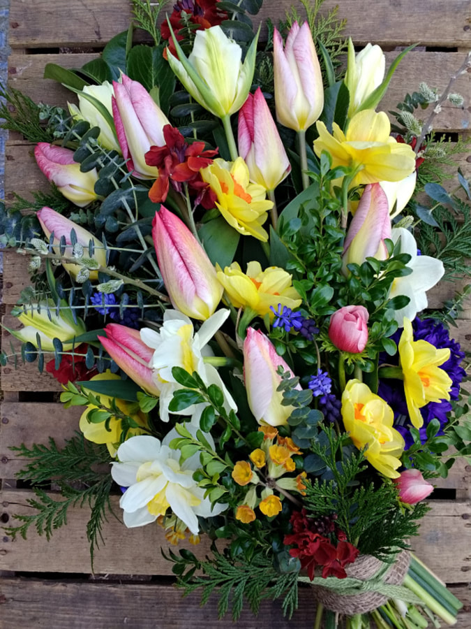 Spring Funeral Sheaf Bouquet in bright colours, Flowers include Tulips, Double Daffodils, Wallflowers, Hyacinth, Muscari & foliage. Copyright www.GallowayFlowers.co.uk