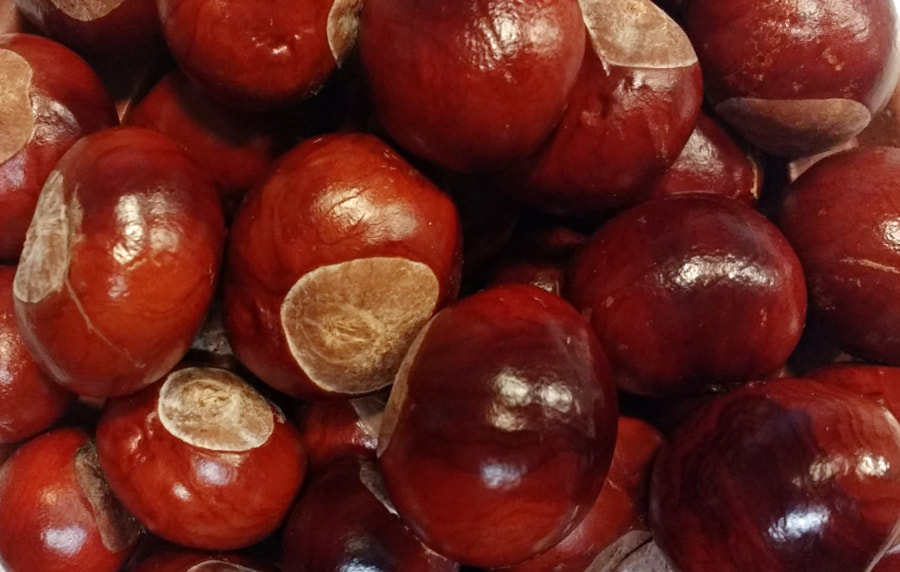 Shiny Brown Conkers, Horse Chestnuts, copyright www.GallowayFlowers.co.uk