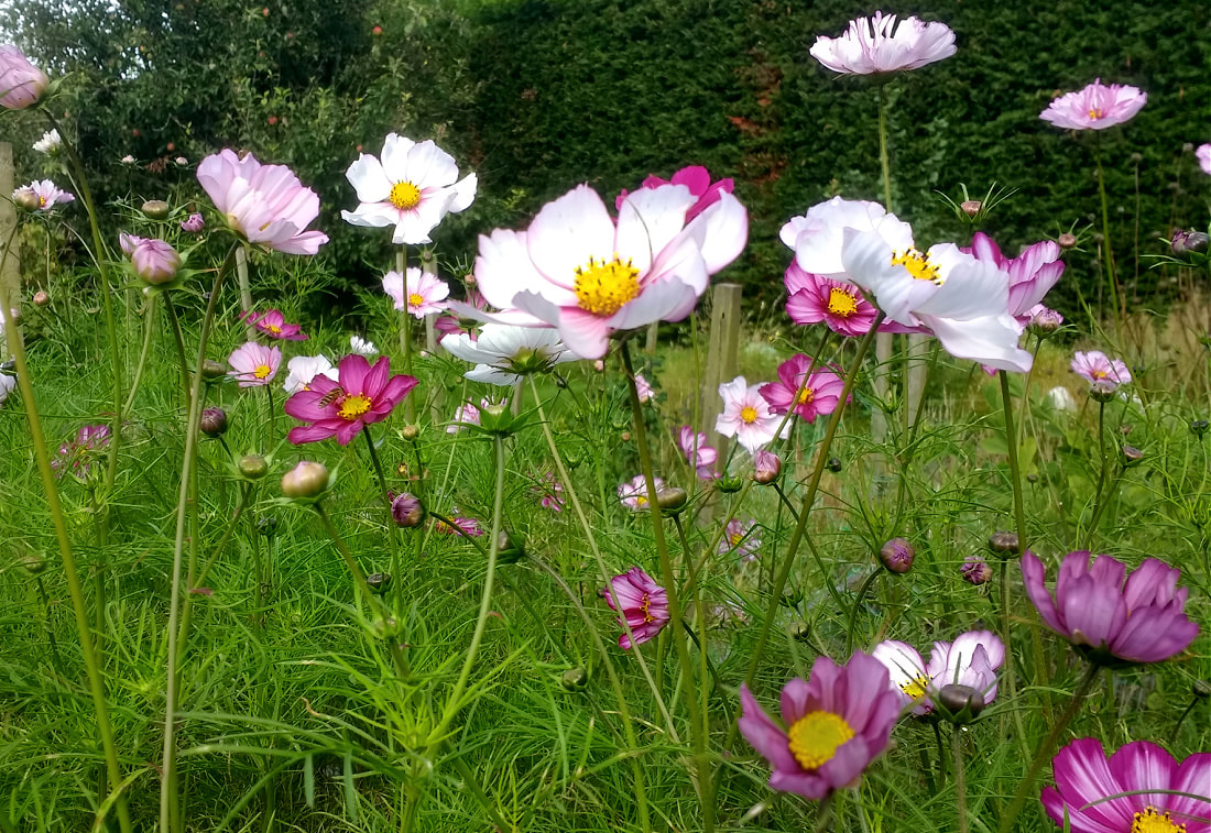Pink & white Cosmos flowers growing at Flower Farm in Scotland. Copyright www.GallowayFlowers.co.uk