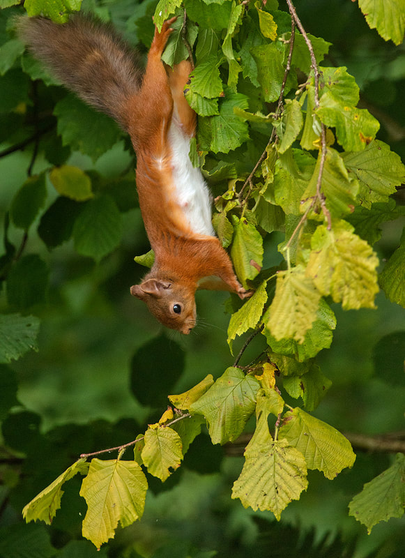 Red Squirrel Feasting on Hazel Nuts at Galloway Flowers Image Copyright  Ken Leslie Photography