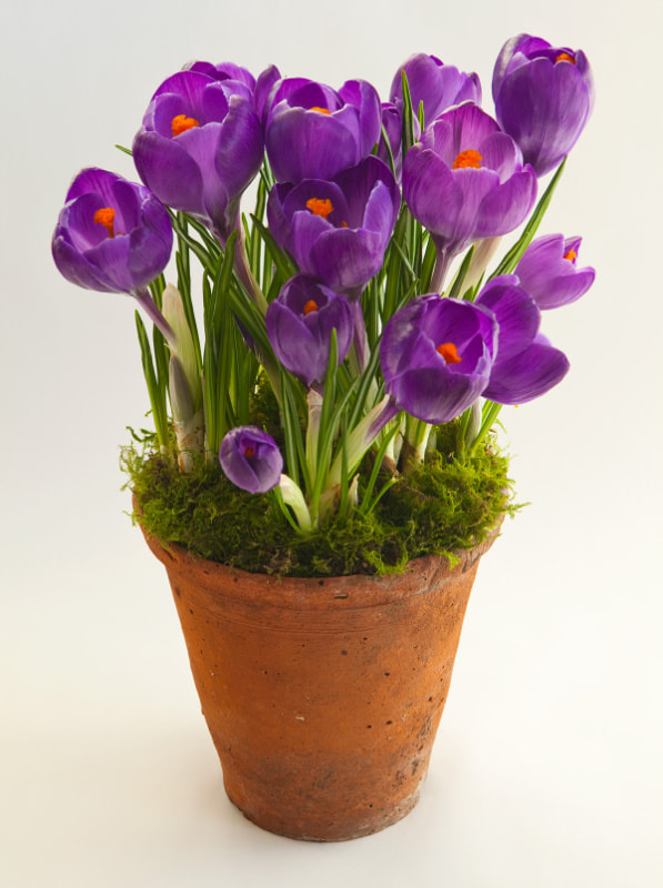 Purple Crocus in Flower Pot Copyright Ken Leslie Photography