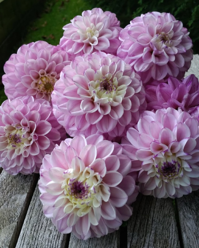 Close up of freshly cut pink ball Dahlias, Copyright www.GallowayFlowers.co.uk 