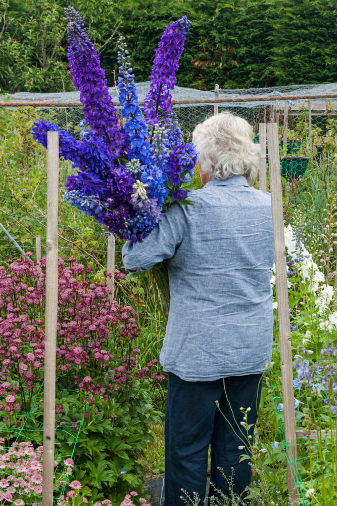 Rosie Gray, Flower Grower & Florist in Scotland Cutting Delphiniums. Copyright www.GallowayFlowers.co.uk