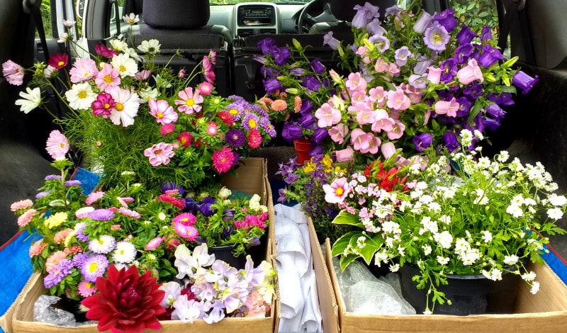 Locally grown Flowers collected for a September wedding from Galloway Flowers, Dumfries & Galloway
