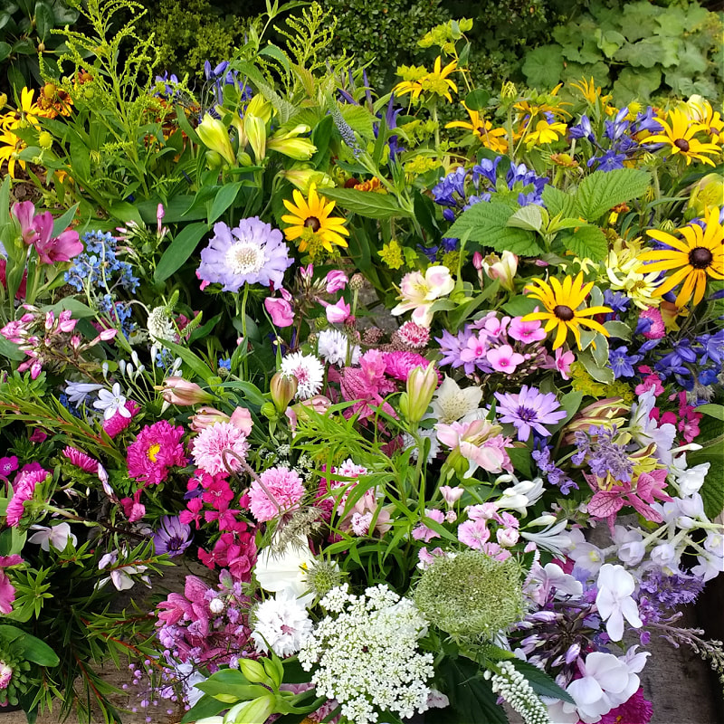 Cut Flowers copyright Rosie Grau www.GallowayFlowers.co.uk