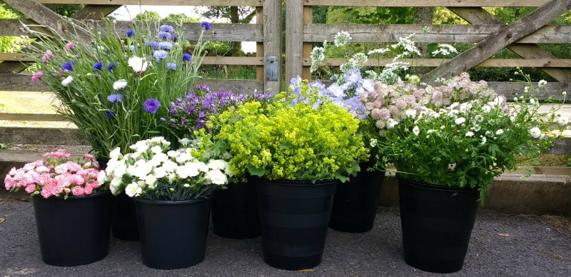 Buckets of locally grown seasonal flowers for a DIY wedding in Scotland