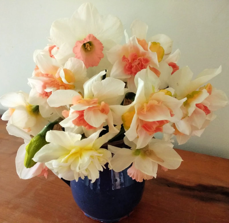 Stunning peach & cream Narcissi grown by Galloway Flowers