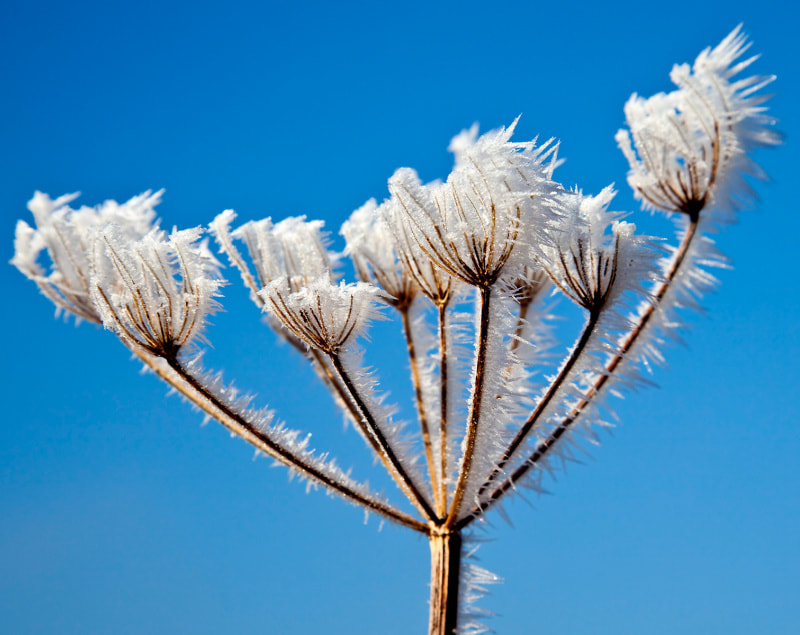 Frosty Umbel seedhead against blue winter sky copyright Ken Leslie Photography 