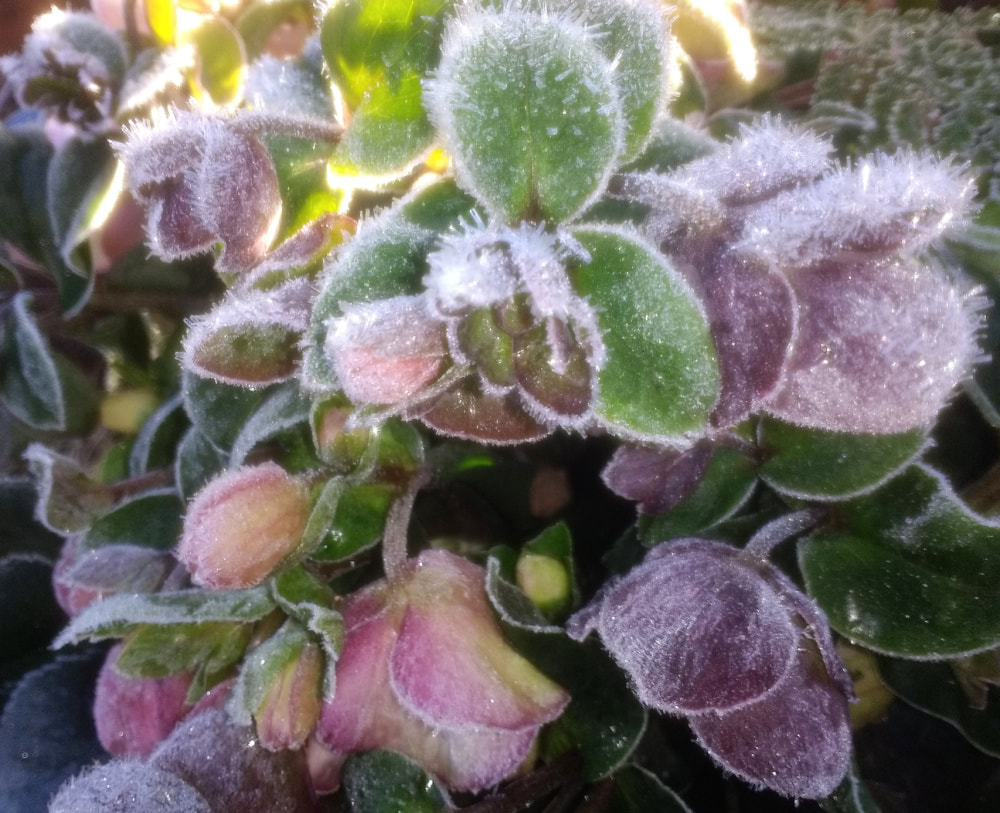 Frost covered Hellebore flowers. Copyright www.GallowayFlowers.co.uk