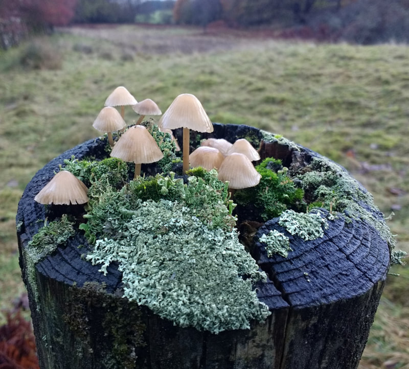 Mixed Fungi & Lichen on Gatepost, copyright www.GallowayFlowers.co.uk