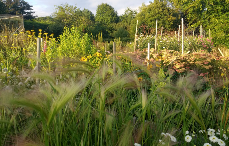 Golden Hour at a Flower Farm in July, with grasses, Achillea & Sweet Peas. Copyright www.GallowayFlowers.co.uk