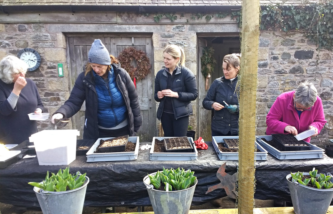 Sowing seeds at Gardening workshop in Dumfries & Galloway. Copyright www.GallowayFlowers.co.uk