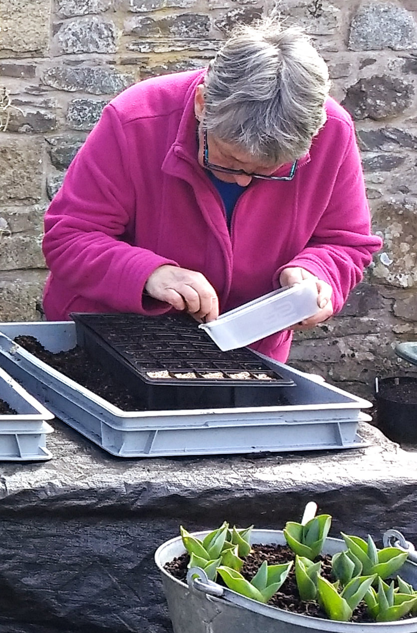Sowing seeds. Copyright www.GallowayFlowers.co.uk