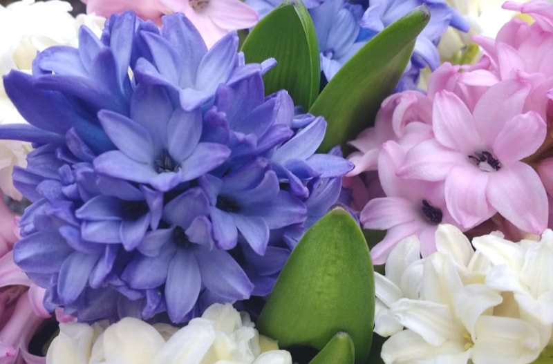 Hyacinths grown at Galloway Flowers, Cut Flowers in South West Scotland