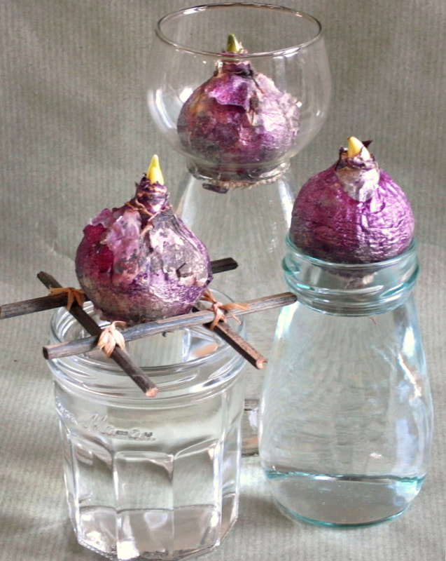 Growing Hyacinth bulbs in jars of water copyright www.GallowayFlowers.co.uk
