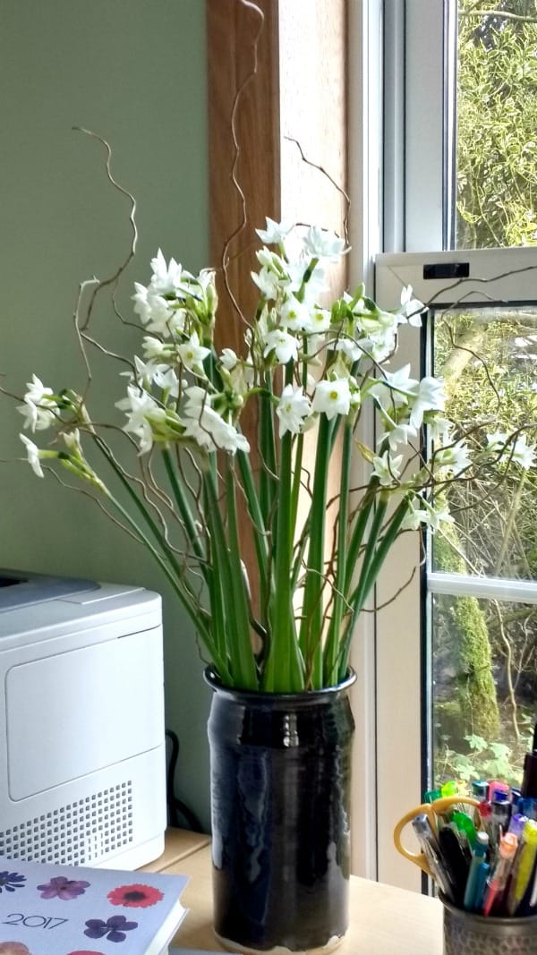 Narcissi Paperwhites in brown vase in home office copyright www.GallowayFlowers.co.uk