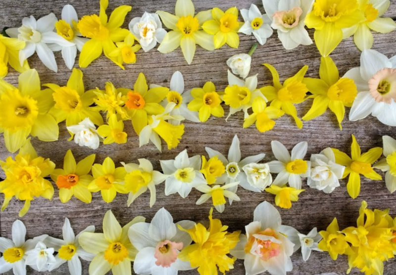 17 varieties of Narcissi at Galloway Flowers, cut flower grower in Dumfries & Galloway copyright Galloway Flowers