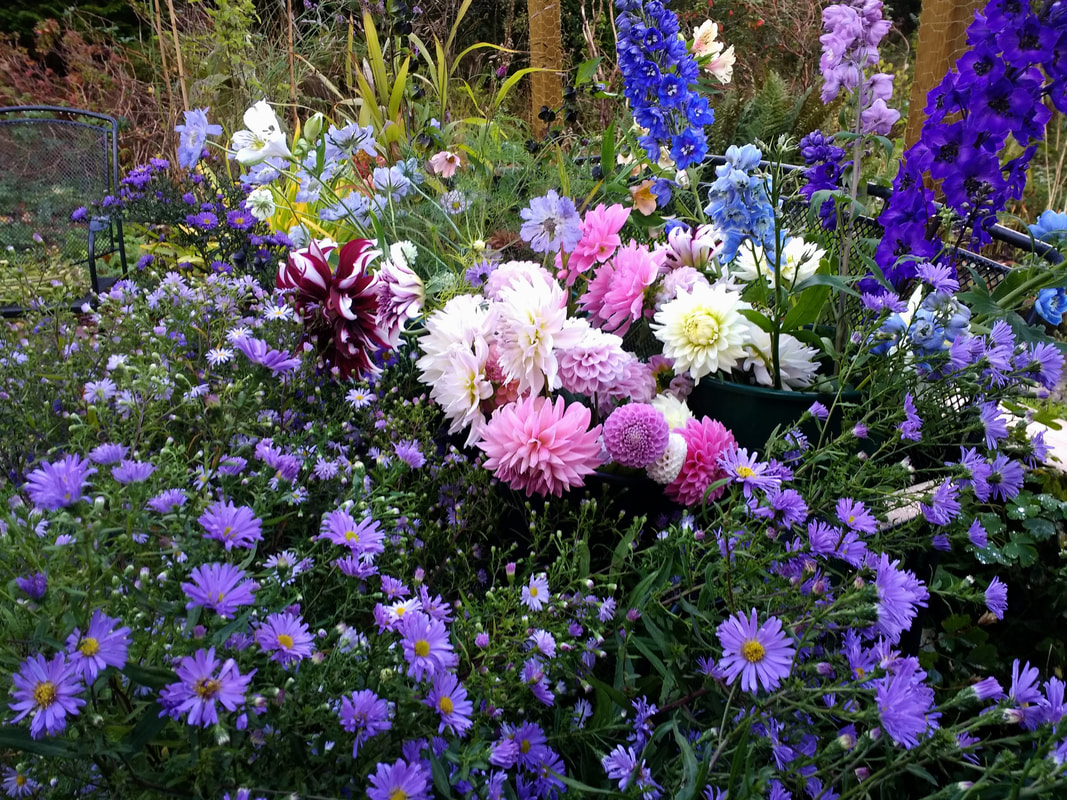 Buckets of cut flowers at Flower Farm, locally grown cut flowers, copyright www.GallowayFlowers.co.uk