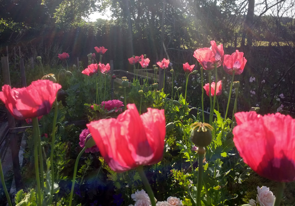 Bright Pink Poppies in early morning Sunshine at Flower Farm inScotland. Copyright www.GallowayFlowers.co.uk