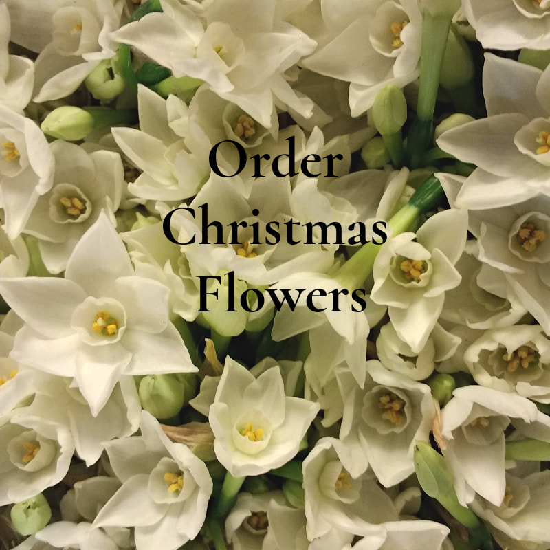 Order Christmas Flowers for Local Delivery Castle Douglas, Kirkcudbright & Gatehouse of Fleet