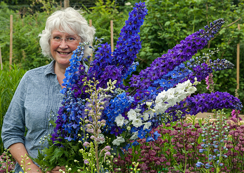Rosie Gray, Flower Farmer & Florist near Castle Douglas, Dumfries & Galloway, Scotland holding freshly cut Delphiniums. Copyright www.GallowayFlowers.co.uk