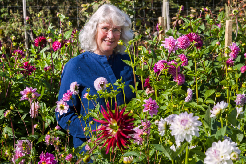 Rosie Gray, Flower Farm Florist in Dumfries & Galloway in the Dahlia field. copyright www.GallowayFlowers.co.uk