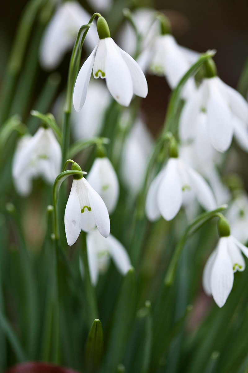 Close up of Snowdrops. Copyright Ken Leslie Photography