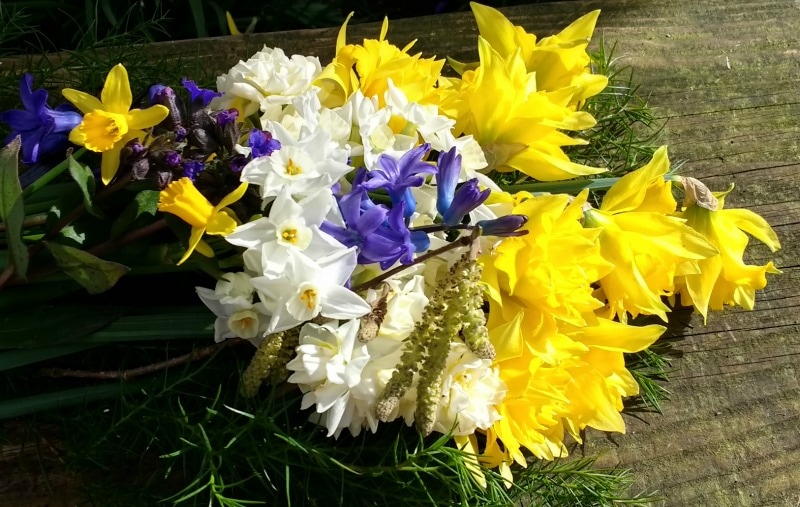 Bucket of freshly cut Spring Flowers including Narcissi, Hyacinths & Catkins copyright www.GallowayFlowers.co.uk