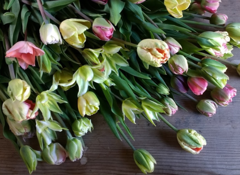 Mixed Tulips Copyright Rosie Gray, GallowayFlowers.co.uk