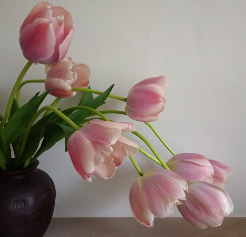 Pink Tulips in Vase copyright www.GallowayFlowers.co.uk, Flower Farm Dumfries & Galloway