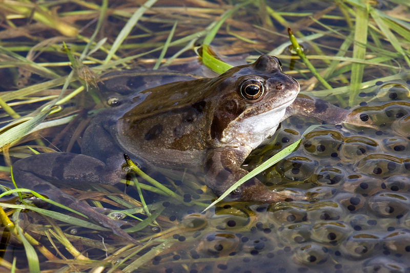 Frog & Spawn in Pond at Galloway Flowers, Dumfries & Galloway Copyright Ken Leslie Photography