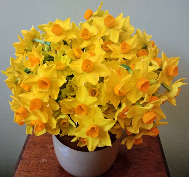 Yellow Narcissi in a Jug copyright www.GallowayFlowers.co.uk